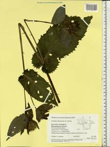 Cirsium oleraceum (L.) Scop., Eastern Europe, Central region (E4) (Russia)