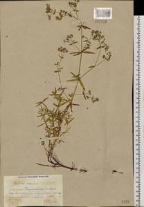 Galium boreale L., Siberia, Altai & Sayany Mountains (S2) (Russia)