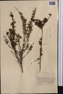 Spiraea crenata L., Middle Asia, Northern & Central Kazakhstan (M10) (Kazakhstan)