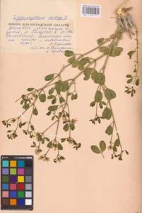 Zygophyllum fabago L., Eastern Europe, Lower Volga region (E9) (Russia)