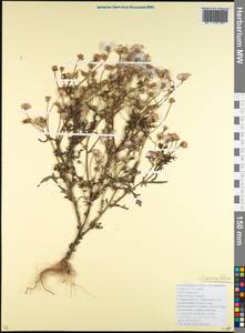 Senecio glaucus subsp. coronopifolius (Maire) C. Alexander, Caucasus, Krasnodar Krai & Adygea (K1a) (Russia)