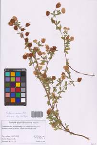 Trifolium aureum Pollich, Eastern Europe, North-Western region (E2) (Russia)