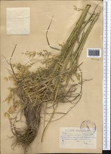 Piptatherum holciforme (M.Bieb.) Roem. & Schult., Middle Asia, Dzungarian Alatau & Tarbagatai (M5) (Kazakhstan)