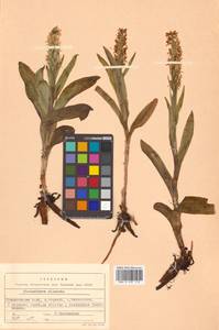 Platanthera dilatata (Pursh) Lindl. ex L.C.Beck, Siberia, Chukotka & Kamchatka (S7) (Russia)