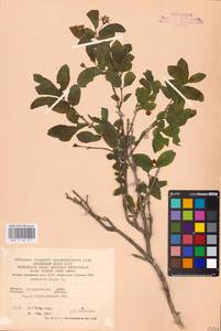 Lonicera nigra L., Eastern Europe, West Ukrainian region (E13) (Ukraine)