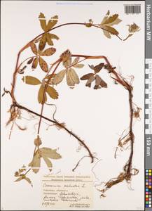 Comarum palustre L., Caucasus, Georgia (K4) (Georgia)