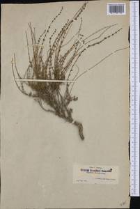 Satureja cuneifolia Ten., Western Europe (EUR) (Spain)