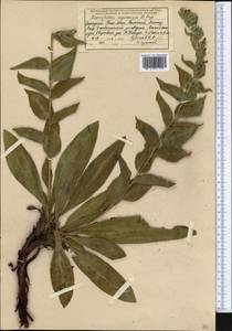 Arnebia ugamensis (Popov) Riedl, Middle Asia, Western Tian Shan & Karatau (M3) (Kazakhstan)