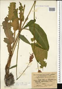 Bistorta carnea (K. Koch) Kom., Caucasus, South Ossetia (K4b) (South Ossetia)