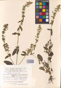 MHA 0 154 844, Stachys annua (L.) L., Eastern Europe, Central region (E4) (Russia)