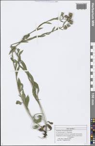 Aster amellus L., Eastern Europe, Middle Volga region (E8) (Russia)