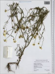 Tripleurospermum inodorum (L.) Sch.-Bip, Western Europe (EUR) (Germany)