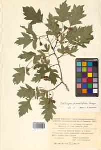 Crataegus pinnatifida Bunge, Siberia, Russian Far East (S6) (Russia)