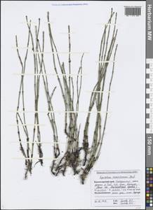 Equisetum ramosissimum Desf., Caucasus, Black Sea Shore (from Novorossiysk to Adler) (K3) (Russia)