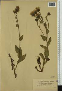 Hieracium villosum subsp. eurybasis Nägeli & Peter, Western Europe (EUR) (Austria)
