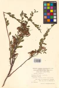 Spiraea crenata L., Eastern Europe, Eastern region (E10) (Russia)