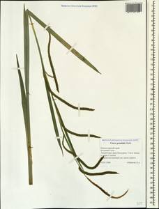 Carex pendula Huds., Caucasus, Black Sea Shore (from Novorossiysk to Adler) (K3) (Russia)