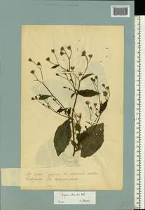 Lapsana communis subsp. intermedia (M. Bieb.) Hayek, Eastern Europe, Estonia (E2c) (Estonia)