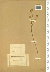 Galatella scoparia (Kar. & Kir.) Novopokr., Siberia, Altai & Sayany Mountains (S2) (Russia)