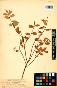 Salix myrtilloides L., Siberia, Baikal & Transbaikal region (S4) (Russia)