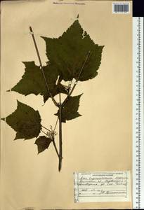 Acer tegmentosum Maxim., Siberia, Russian Far East (S6) (Russia)