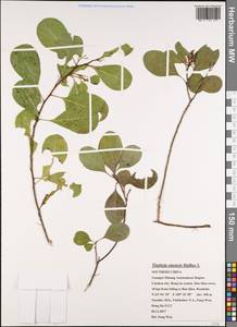 Tirpitzia sinensis (Hemsl.) Hallier fil., South Asia, South Asia (Asia outside ex-Soviet states and Mongolia) (ASIA) (China)
