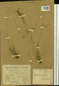 Agrostis, Siberia, Altai & Sayany Mountains (S2) (Russia)