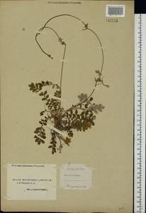 Argentina anserina subsp. anserina, Eastern Europe, Northern region (E1) (Russia)