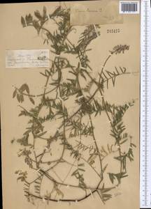 Vicia cracca L., Middle Asia, Dzungarian Alatau & Tarbagatai (M5) (Kazakhstan)