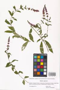 Mentha × piperita L., Eastern Europe, Moscow region (E4a) (Russia)