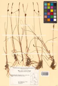 Carex rotundata Wahlenb., Siberia, Chukotka & Kamchatka (S7) (Russia)