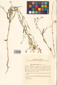 Camelina sativa (L.) Crantz, Eastern Europe, South Ukrainian region (E12) (Ukraine)