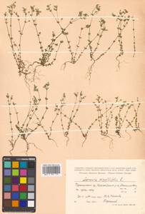 Arenaria serpyllifolia L., Siberia, Russian Far East (S6) (Russia)