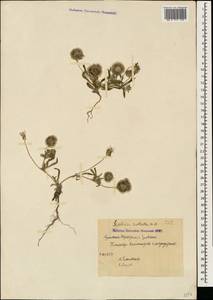 Lomelosia rotata (M. Bieb.) Greuter & Burdet, Caucasus, Armenia (K5) (Armenia)