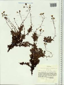 Saxifraga bronchialis subsp. bronchialis, Siberia, Altai & Sayany Mountains (S2) (Russia)