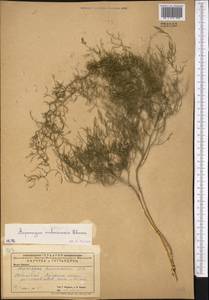 Asparagus brachyphyllus Turcz., Middle Asia, Caspian Ustyurt & Northern Aralia (M8) (Kazakhstan)
