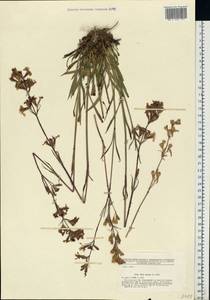 Viscaria vulgaris Röhl., Eastern Europe, Moscow region (E4a) (Russia)