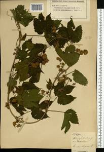 Humulus lupulus L., Eastern Europe, Middle Volga region (E8) (Russia)