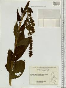 Veratrum oxysepalum Turcz., Siberia, Chukotka & Kamchatka (S7) (Russia)