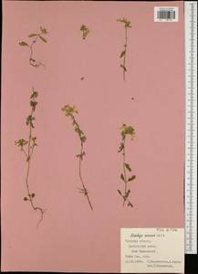 Stachys annua (L.) L., Eastern Europe, Central region (E4) (Russia)