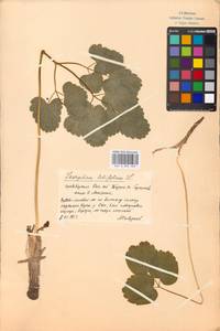 Laserpitium latifolium L., Eastern Europe, Moscow region (E4a) (Russia)
