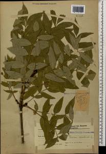 Fraxinus excelsior L., Caucasus, Azerbaijan (K6) (Azerbaijan)