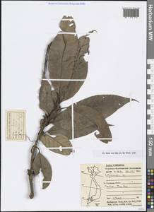 Lithocarpus, South Asia, South Asia (Asia outside ex-Soviet states and Mongolia) (ASIA) (Vietnam)