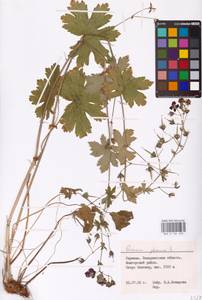 Geranium phaeum L., Eastern Europe, West Ukrainian region (E13) (Ukraine)