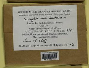 Brachythecium buchananii (Hook.) A. Jaeger, Bryophytes, Bryophytes - Russian Far East (excl. Chukotka & Kamchatka) (B20) (Russia)