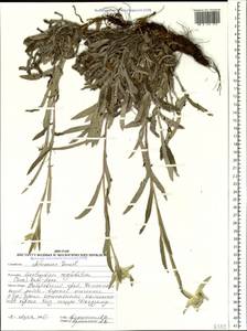 Leontopodium conglobatum (Turcz.) Hand.-Mazz., Siberia, Russian Far East (S6) (Russia)
