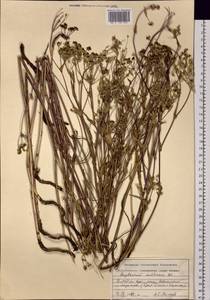 Bupleurum multinerve DC., Siberia, Altai & Sayany Mountains (S2) (Russia)