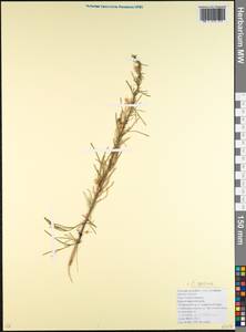 Cuscuta scandens subsp. cesatiana (Bertol.) Holub, Caucasus, Krasnodar Krai & Adygea (K1a) (Russia)