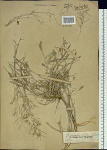 Astragalus gebleri Fischer ex Bong., Siberia, Altai & Sayany Mountains (S2) (Russia)
