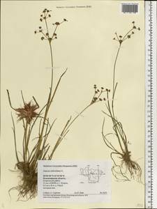 Juncus articulatus L., Eastern Europe, Central region (E4) (Russia)